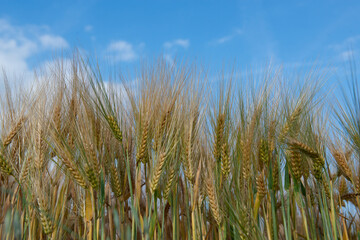 Wheat over blue sky. Field of cereals. Grain crops. Spikelets closeup, sunny June. Important food grains