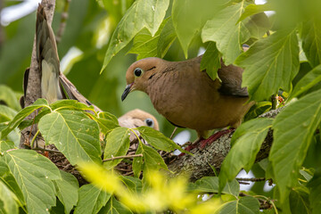 Two in the Nest