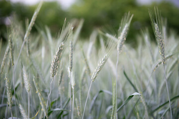 Rye grows in field. Grain crops. Spikelets of cereals over sky before the storm, June. Important food grains