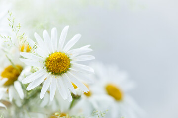 Obraz na płótnie Canvas Daisy or chamomile flowers in bloom, wild bouquet with grass