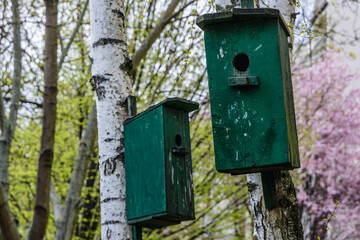 Wooden birdhouses on a tree in Warsaw city, Poland