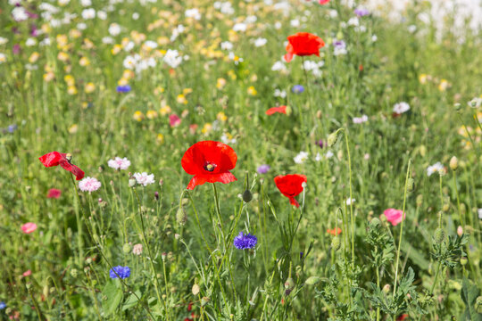 Lush blooming meadow flowers, poppies, cornflowers, daisies, garden design and landscaping, eco farming, ecology, nature and species protection, close up, blurred background