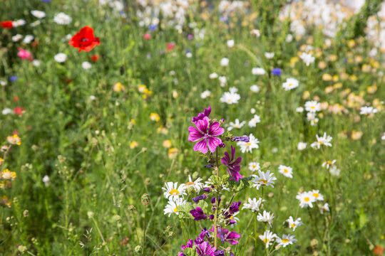 Lush blooming meadow flowers, garden design and landscaping, eco farming, ecology, nature and species protection, close up, blurred background