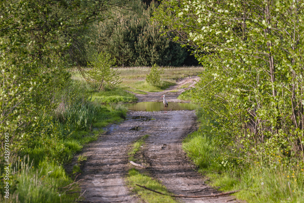 Poster Stork on a field road in Jaczew, small village in Mazowsze region of Poland