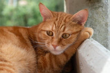 Fototapeta na wymiar Cute red tabby cat rests on balcony putting a paw under the muzzle with a very dissatisfied and philosophical expression. Adorable young pet.
