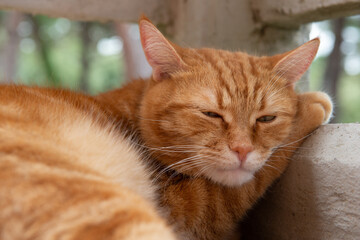 Cute red tabby cat rests on balcony putting a paw under the muzzle with a very dissatisfied and philosophical expression. Adorable young pet.