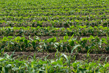 Soy grows in field of farmland, beginning of June, first shoots. Legumes and oilseeds crops,...