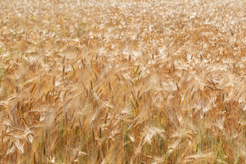 Wheat. Golden field of cereals ready for harvest. Grain crops. Spikelets, sunny June. Important food grains