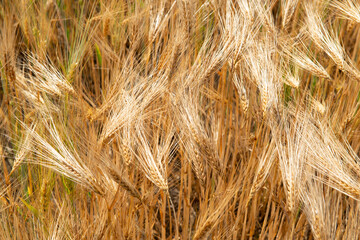 Wheat. Golden field of cereals. Grain crops. Spikelets closeup, sunny June. Important food grains