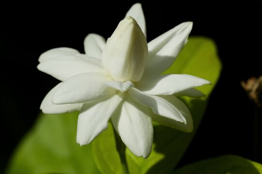 Closeup of Jasminum sambac. Arabian jasmine. Indian mogra flower. White flower.