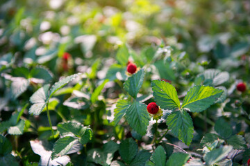 Fototapeta premium Wild strawberries with ripe red berries grow in the forest on a sunny meadow