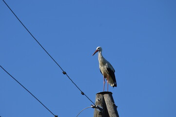 a stork on a pole