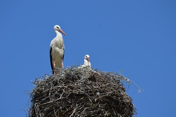 pair of storks