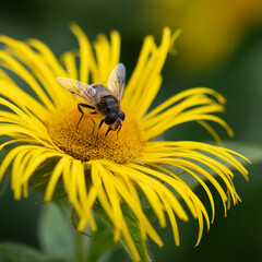 The common drone fly, called Eristalis tenax, collecting pollen from an Inula helenium plant