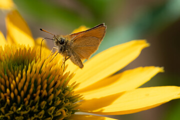 Little skipper butterfly collecting pollen from an Inula helenium flower