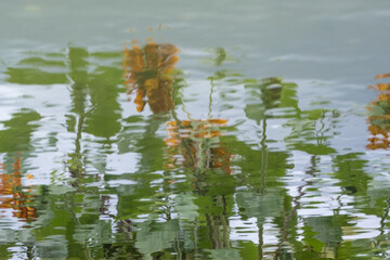 reflections of sunflowers in water