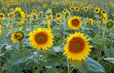 Many sunflowers on a green field, background.