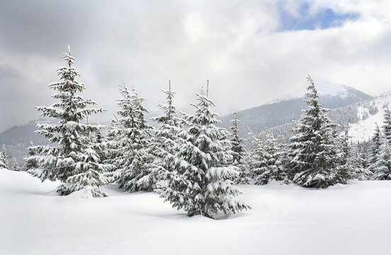 Winter landscape of mountains in snow in fir forest