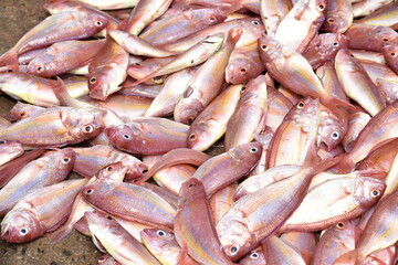 fresh red snapper fish at market - obrazy, fototapety, plakaty