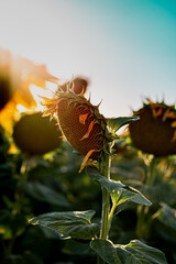 flor de girasol a la que incide raqyos de sol al atardecer, en medio de un campo de girasoles