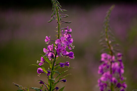 Pink flowers of ivan-tea boil in the sunset rays of the sun close-up. Chamaenerion angustifolium