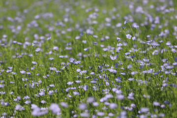 field of flowers