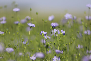 Fototapeta premium field of flowers