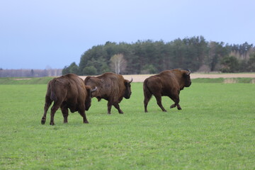 horses in the meadow