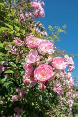 cascading pink roses in summer