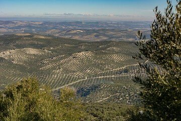 panoramic view of an olive grove in Andalusia, sunny winter day after harvesting the olives