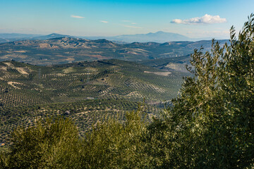 panoramic view of an olive grove in Andalusia, sunny winter day after harvesting the olives