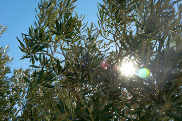 backlit olive branches, Andalusian olive grove, olive oil