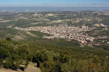 Fototapeta na wymiar town in the countryside of andalucia, surrounded by olive trees, extra virgin olive oil tree