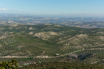 panoramic view of an olive grove in Andalusia, sunny winter day after harvesting the olives