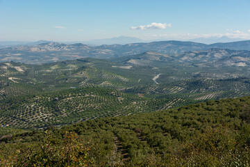Naklejka na ściany i meble panoramic view of an olive grove in Andalusia, sunny winter day after harvesting the olives