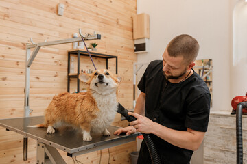 Professional male pet groomer dry Welsh Corgi Pembroke dog fur with a hair dryer after washing in...