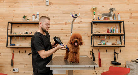 Professional male pet groomer dry tea cup poodle dog fur with a hair dryer after washing in beautician salon. Grooming concept - 519775626