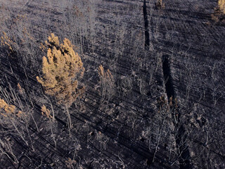 tree in the middle of a burnt forest, Spain