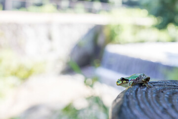緑の中で座る日本の夏の緑色の小さいカエル
