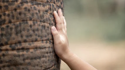 Zelfklevend Fotobehang Woman children hand touching an elephant trunk friendship and care, caring touch Asian elephant, copy space, selective focus. © Kalyakan