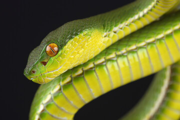 Portrait of a Chinese Tree Viper (Trimeresurus stejnegeri) against a black background
