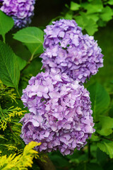 Soft selective macro focus of multicolored pink blue flowers hydrangea macrophylla against evergreen background. Elegant summer flower landscape, fresh wallpaper and nature background concept