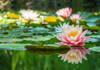 Big amazing bright pink water lily, lotus flower Perry's Orange Sunset in the garden pond. Close-up...