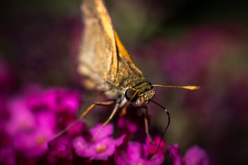 butterfly on flower