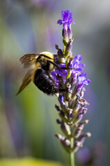 Bee on lavender