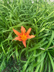 Obraz premium Orange flower on a background of green grass closeup