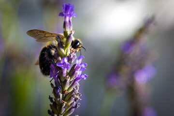 Bee on lavender