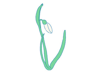  Unbloomed snowdrop flower bud line illustration. Galanthus springtime flower