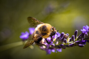 Bee on lavender