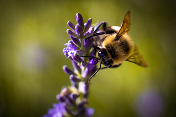 Bee on lavender